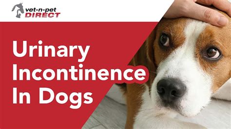 dog incontinence after spay|Spay Incontinence